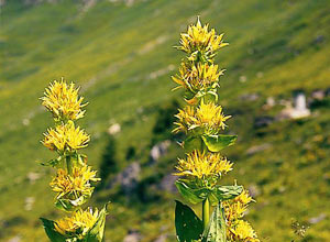 Tannberg Tipp 20 Gelberenzian Tannberg Tipp 20 Gelberenzian